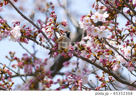 スズメと桜 65352308