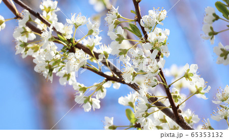 スモモの花 スモモの花 65353132