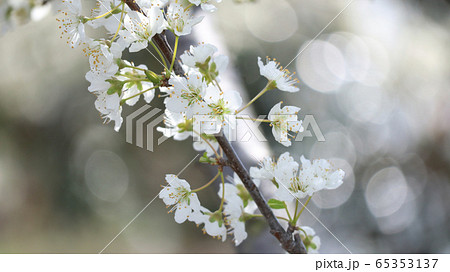 スモモの花の写真素材