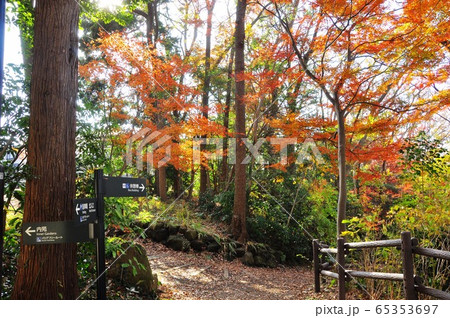 横浜市 俣野別邸庭園 もみじ坂の紅葉 横浜市 俣野別邸庭園 もみじ坂の紅葉 65353697