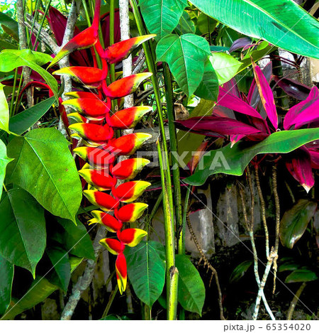 ヘリコニア・ロストラータ 65354020