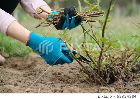 Closeup of gardeners hand in protective gloves with garden pruner making spring pruning of rose bush. Closeup of gardeners hand in protective gloves with garden pruner making spring pruning of rose bush. 65354584