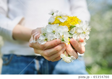 Symbols of spring white flowers of cherry and yellow dandelions in hands of girl, close-up top view 65354760