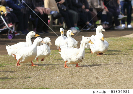 マザー牧場の春 アヒルの大行進 マザー牧場の春 アヒルの大行進 65354981