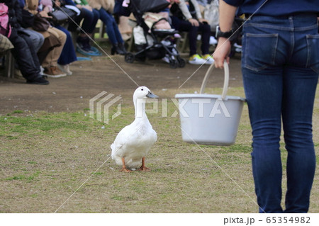マザー牧場の春 アヒルの大行進 マザー牧場の春 アヒルの大行進 65354982