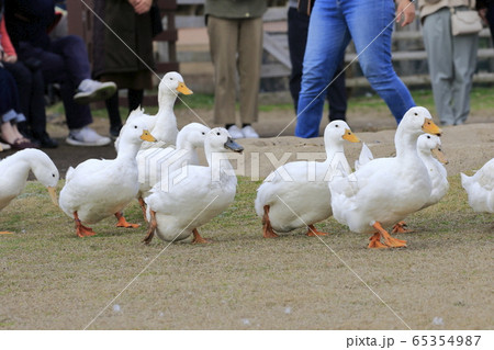 マザー牧場の春　アヒルの大行進　　 65354987