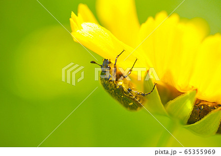 花粉を食べる虫 ハナムグリ の写真素材