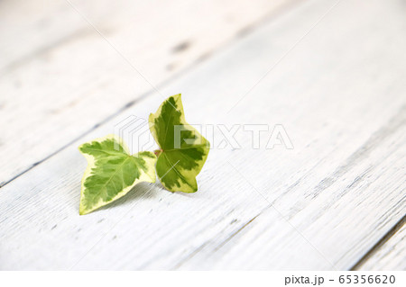 白ペンキのアンティークテーブル上の小さなイングリッシュ・アイビーの葉 65356620