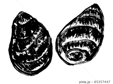 里芋　水彩画 65357447