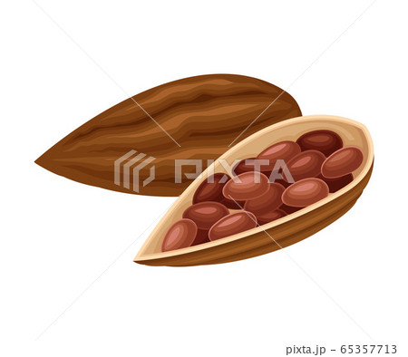Cocoa Beans in Open Pod as Aromatic Chocolate Ingredient Vector Illustration 65357713