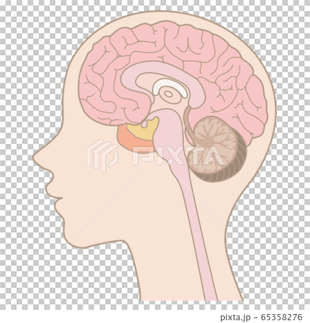 Human body_brain (without letters) 65358276