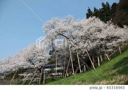 臥龍桜 65358963
