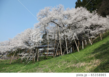 臥龍桜 臥龍桜 65358965