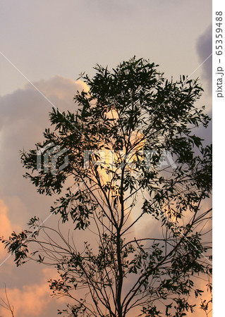 7 Sept 2008 sunset sun setting behind tree, at 7 Sept 2008 sunset sun setting behind tree, at 65359488