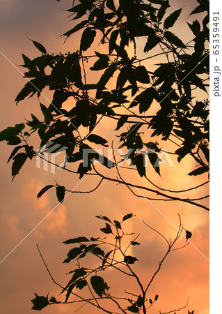 7 Sept 2008 sunset sun setting behind tree, at 7 Sept 2008 sunset sun setting behind tree, at 65359491