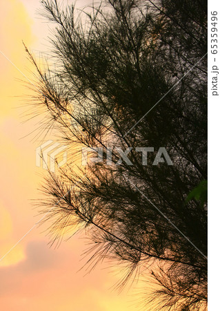 7 Sept 2008 sunset sun setting behind tree, at 7 Sept 2008 sunset sun setting behind tree, at 65359496