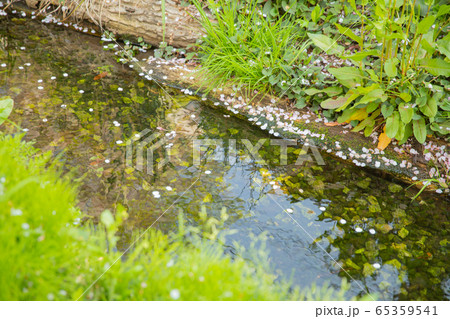 桜　小川 65359541