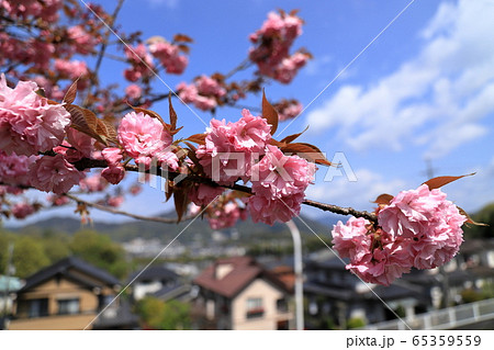 八重桜 八重桜 65359559