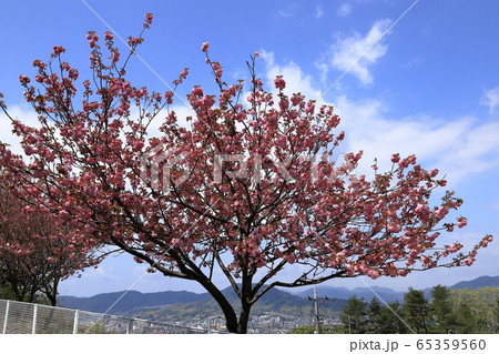 八重桜 八重桜 65359560