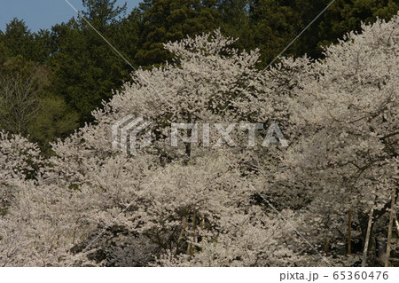 臥龍桜 臥龍桜 65360476