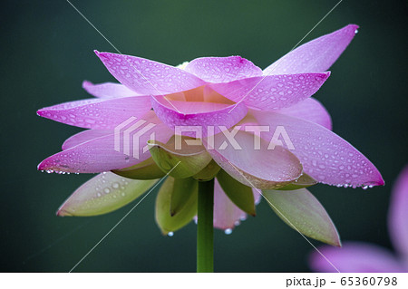 花びら ピンク 花 65360798