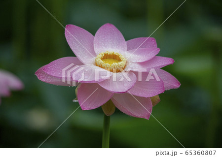 花びら ピンク 花 65360807