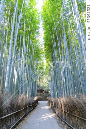 京都 嵐山 竹林の小径の写真素材