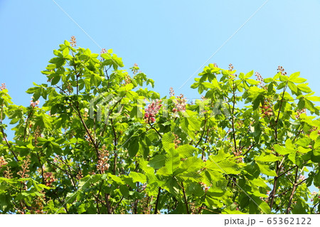 新緑と花　ベニバナトチノキ 65362122