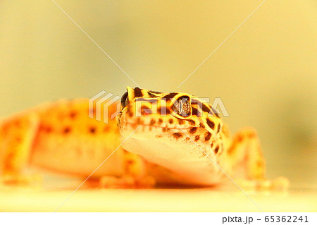 レオパードゲッコー　ヒョウモントカゲモドキ 65362241