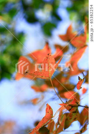 15 Nov 2008 Plant close up. the leaves. at Tai Tam 65362254