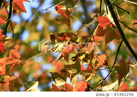 15 Nov 2008 Plant close up. the leaves. at Tai Tam 65362256