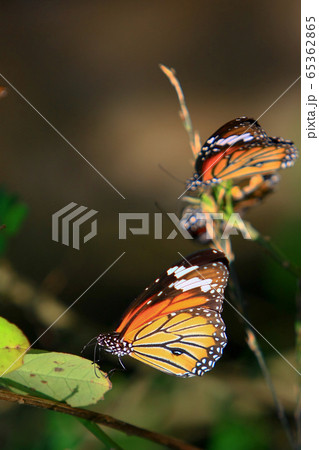 15 Nov 2008 Monarch Butterfly at Tai Tam reservoir 65362865