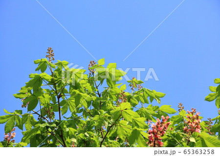 新緑と花　ベニバナトチノキ 65363258