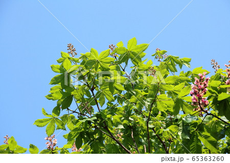 新緑と花　ベニバナトチノキ 65363260