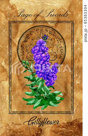 Page of swords. Minor Arcana tarot card with Gillyflower and magic seal. Vintage deck Enchanted Flowers. Hand drawn illustration with botanical symbols. Gothic, occult and esoteric background 65363304
