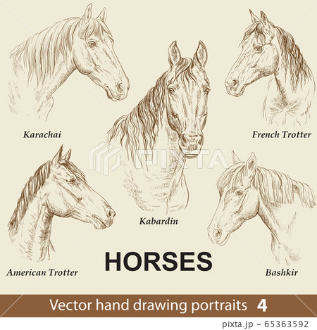 Set of hand drawing horses 4 Set of hand drawing horses 4 65363592