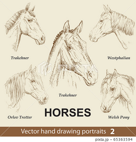 Set of hand drawing horses 2 Set of hand drawing horses 2 65363594