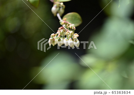 ブルーベリー 65363634