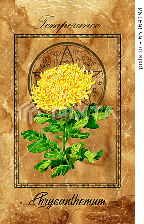 Temperance. Major Arcana tarot card with Chrysanthemum and magic seal. Full vintage deck Enchanted Flowers. Hand drawn illustration with botanical symbols. Gothic, occult and esoteric background Temperance. Major Arcana tarot card with Chrysanthemum and magic seal. Full vintage deck Enchanted Flowers. Hand drawn illustration with botanical symbols. Gothic, occult and esoteric background 65364198