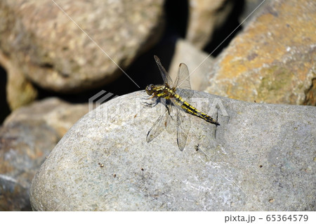 ムギワラトンボ 65364579
