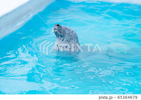 興奮しているあざらし アザラシ 水族館 癒し 動物の写真素材