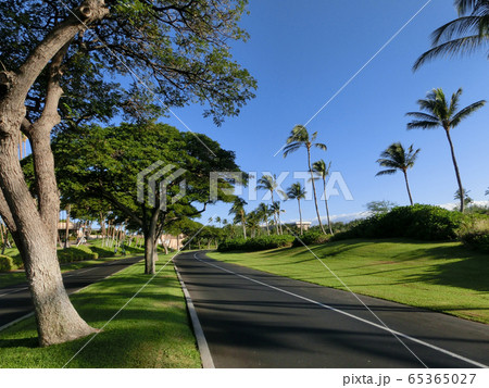 ハワイ島・並木道 65365027