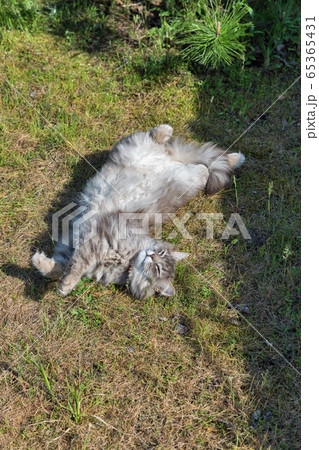 big gray cat lies on his back in the garden 65365431