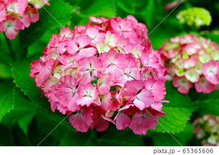 ＜梅雨イメージ＞鮮やかなピンクの紫陽花 65365606