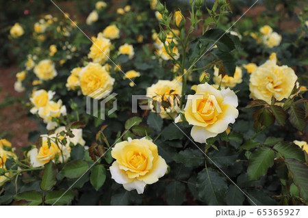 馬見丘陵公園のバラ園 馬見丘陵公園のバラ園 65365927