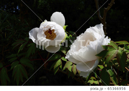 花、牡丹、白色@自宅の庭、堺市、大阪府 花、牡丹、白色@自宅の庭、堺市、大阪府 65366956