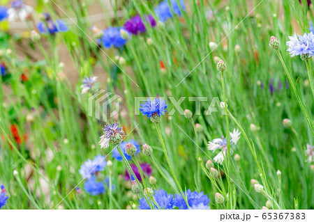ヤグルマソウ 初夏の草花 【愛知県】 ヤグルマソウ 初夏の草花 【愛知県】 65367383