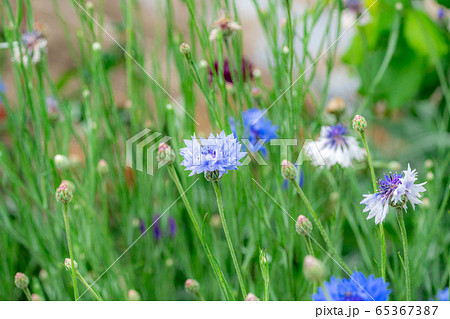 ヤグルマソウ 初夏の草花 【愛知県】 ヤグルマソウ 初夏の草花 【愛知県】 65367387