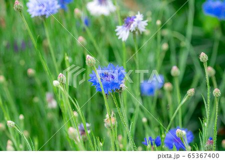 ヤグルマソウ 初夏の草花 【愛知県】 ヤグルマソウ 初夏の草花 【愛知県】 65367400