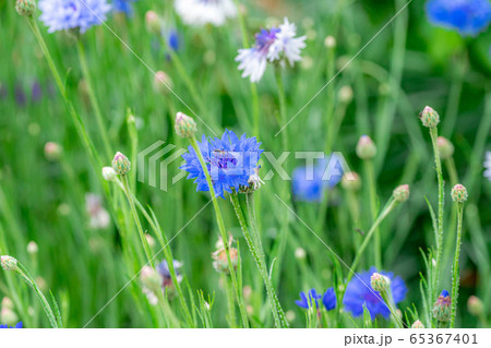 ヤグルマソウ 初夏の草花 【愛知県】 ヤグルマソウ 初夏の草花 【愛知県】 65367401